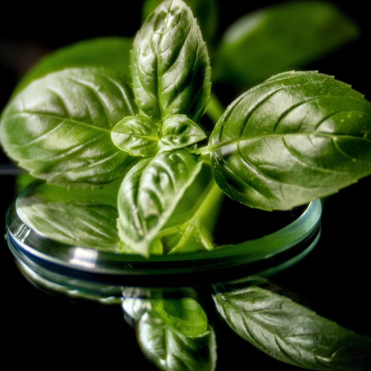Spinaci